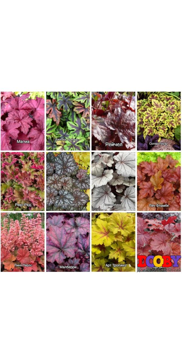 Гейхера, гейхерелла