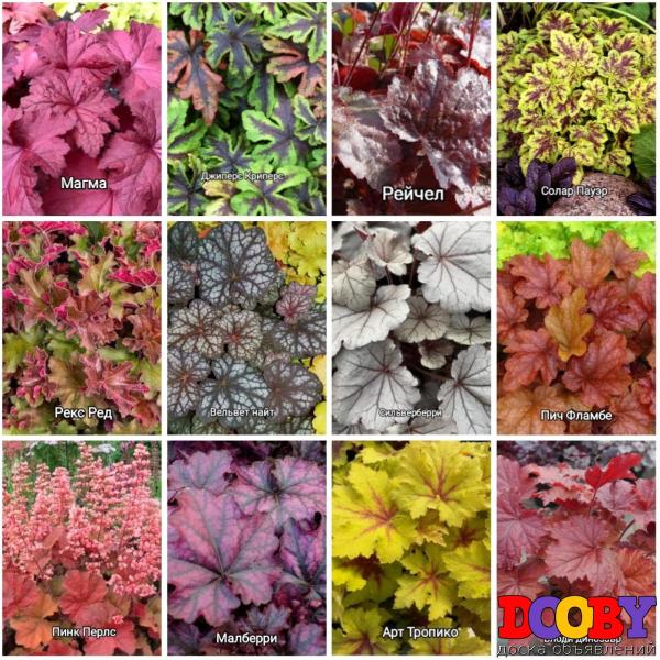 Гейхера, гейхерелла